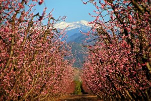 springblossomsSJValleyalmonds