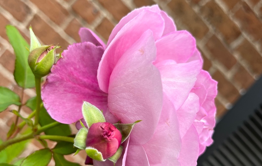 A Thursday Evening Hello: “HR and a Rose” – NealEnJoy