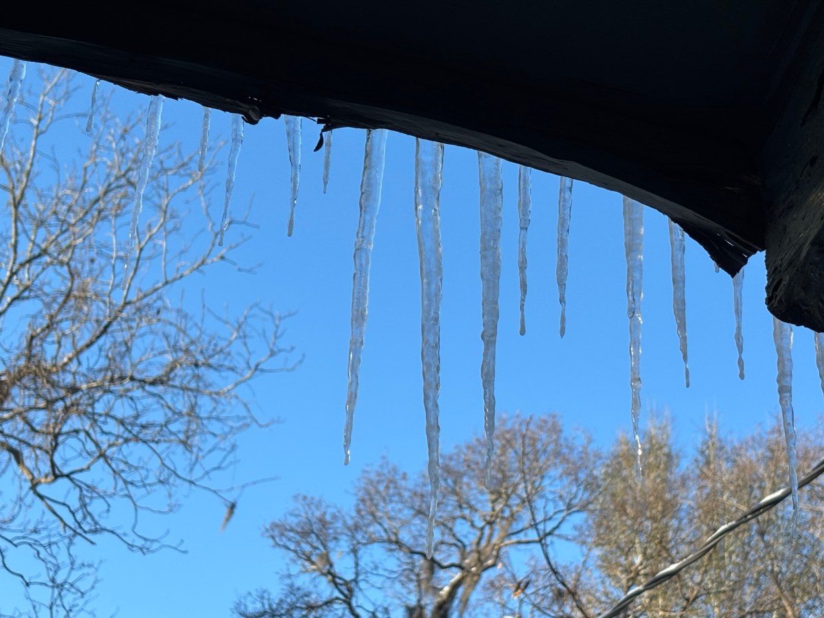 Shhh … Silent Sunday.&nbsp;2/1/26