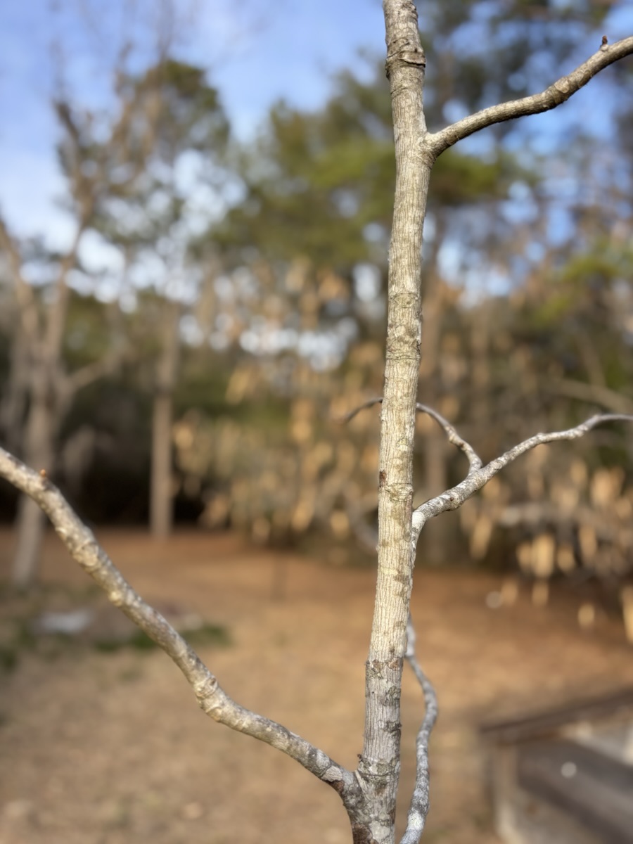 My Saturday Evening Post: 2/8/25&nbsp; “A Farmhouse&nbsp;Goodbye”