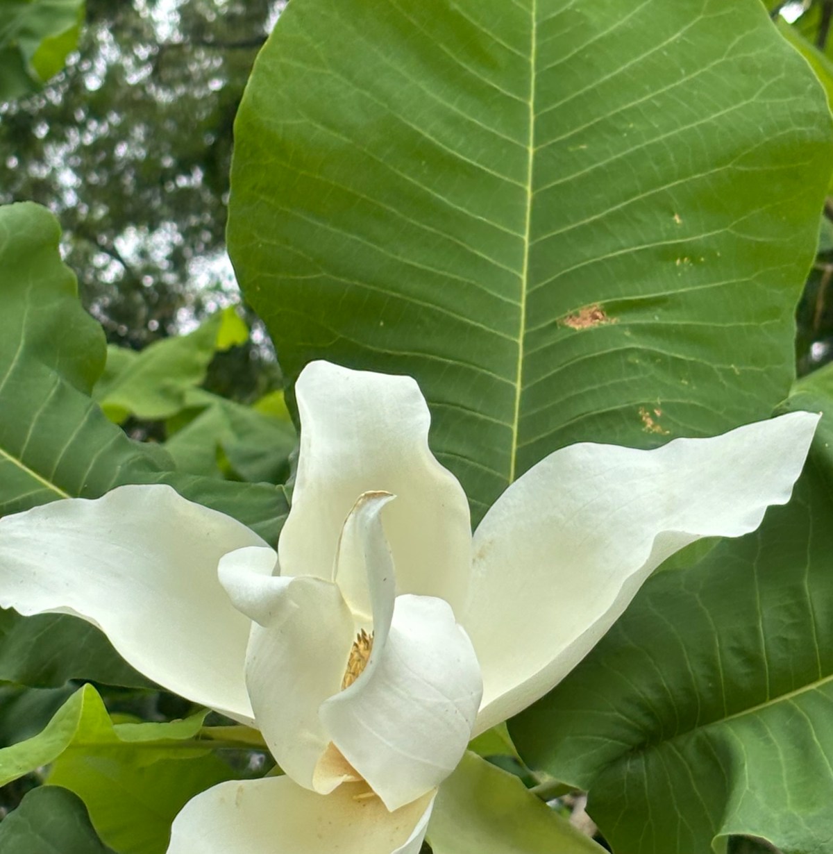 Cellpic Sunday: “Bigleaf”&nbsp;5/17/26