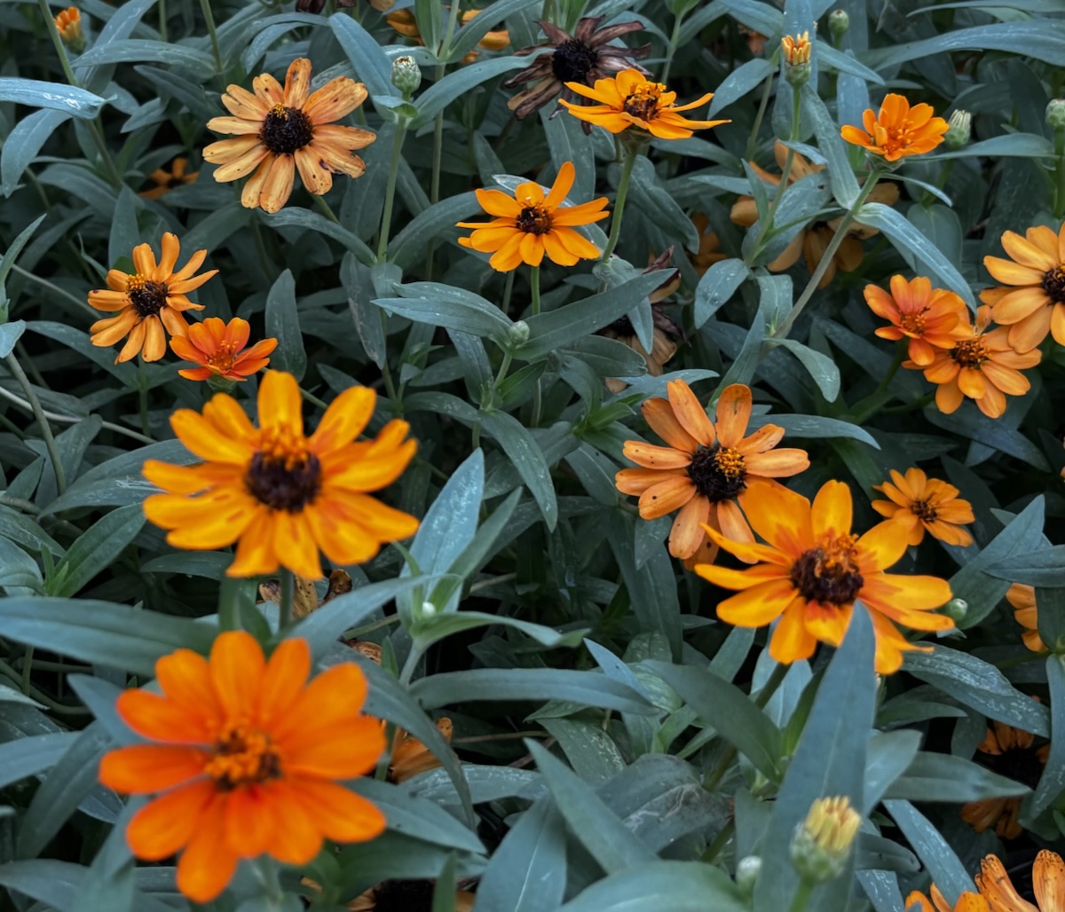 Tuesday Truth: 10/6/26 “Flower of&nbsp;Hope”